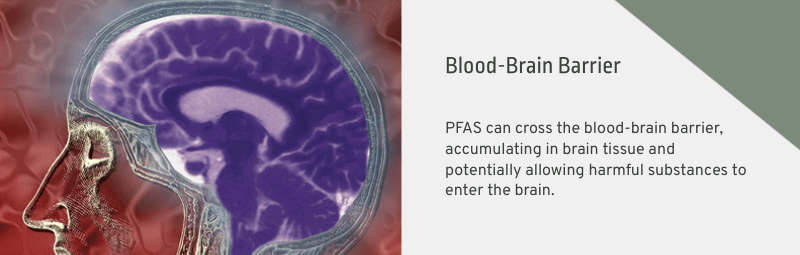 pfas neurotoxicity