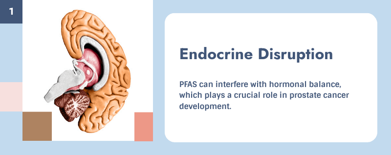 endocrine disruption and prostate cancer