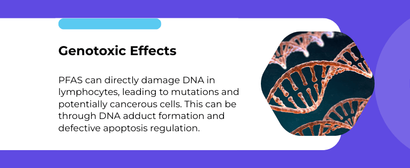 genotoxic effects of pfas