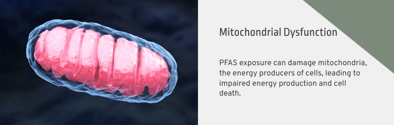 pfas damage to mitochondria