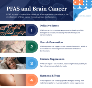 pfas and brain cancer development