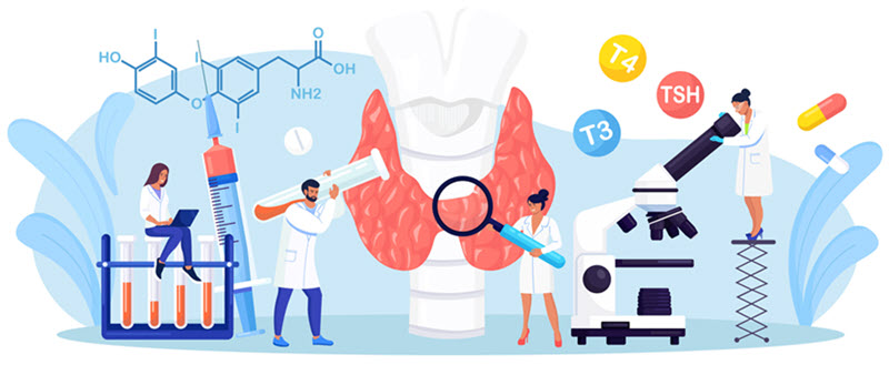 thyroid function graphic