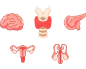 pfas endocrine system