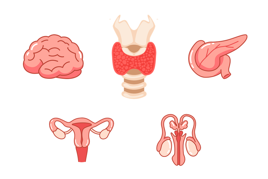 pfas endocrine system