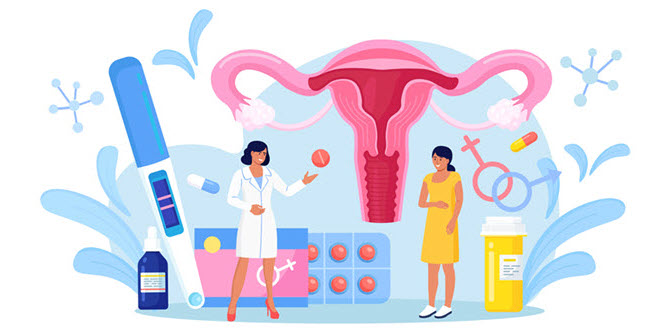 female endocrine system