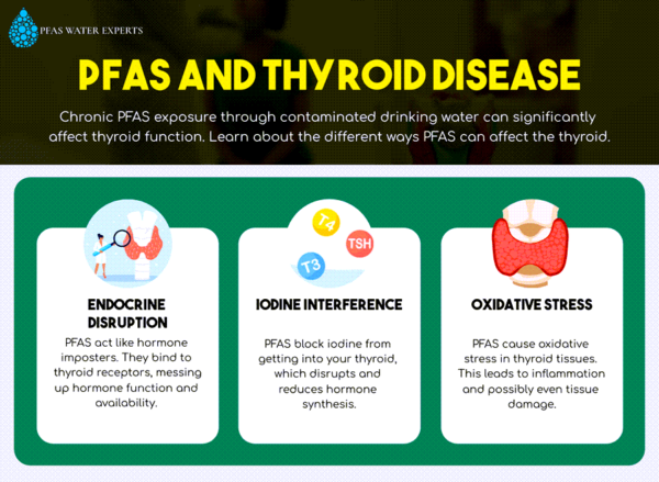 pfas and thyroid disease